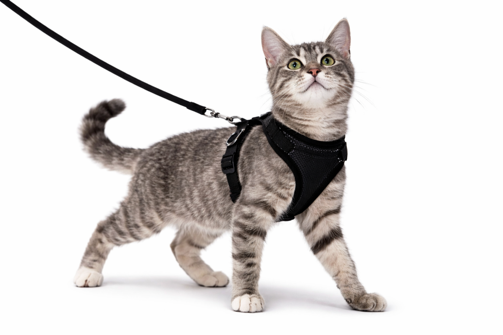 Beste stevige kattenharnas