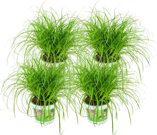Cyperus kattengras