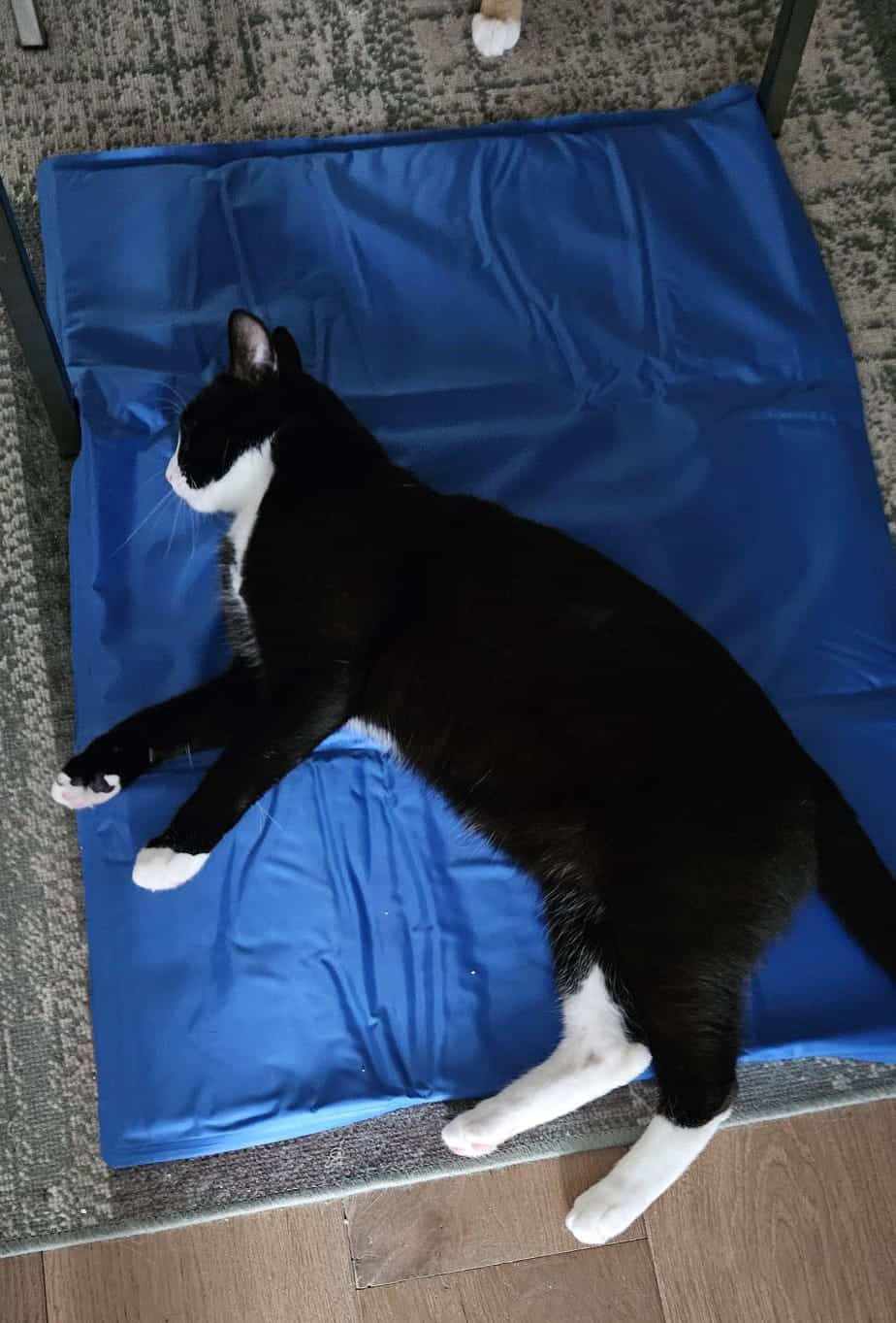 Levi op de CoolPets koelmat