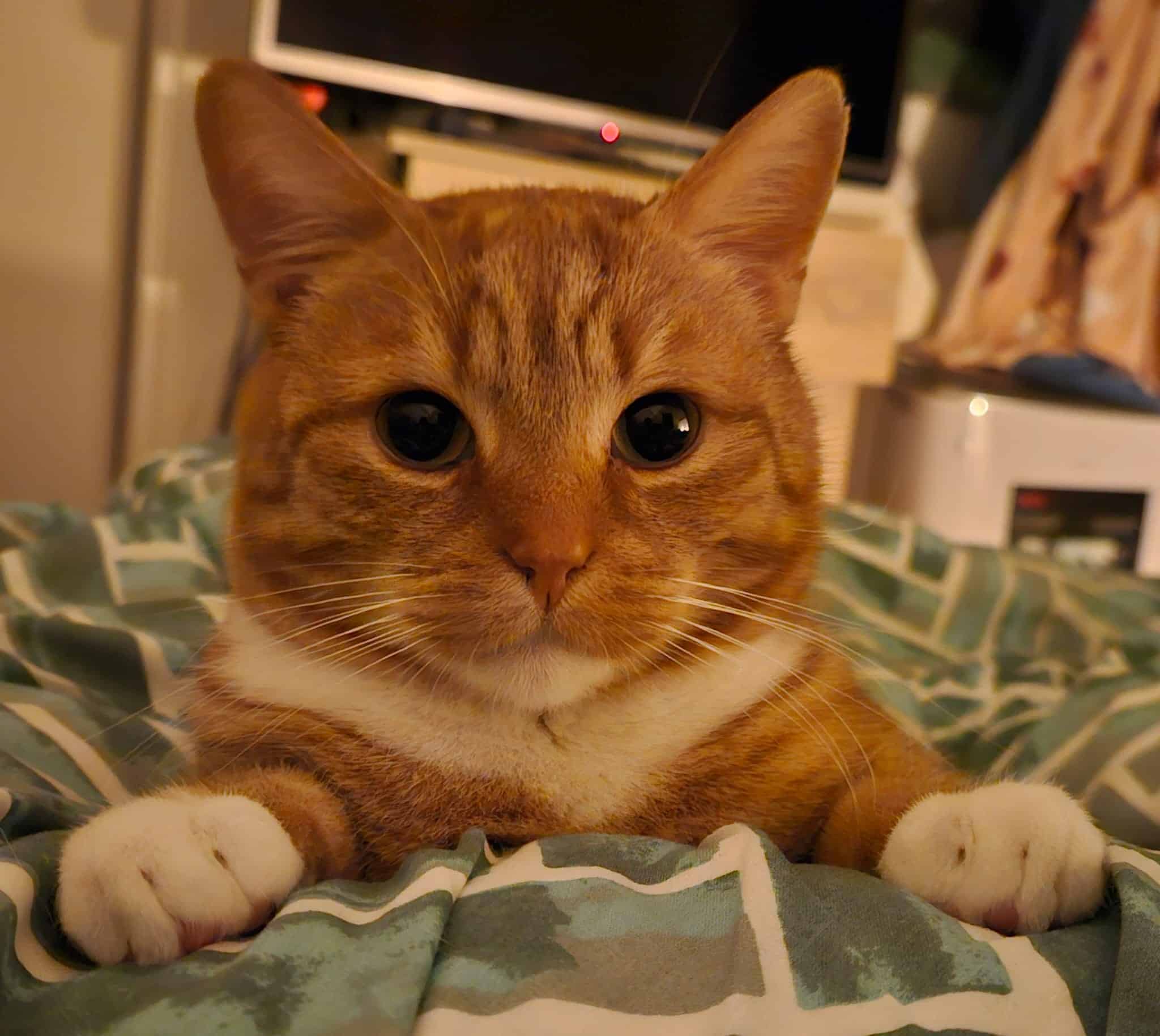 Simba — testkat SmartPicker