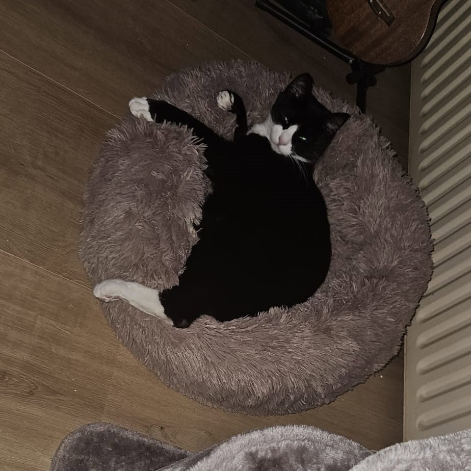 Zachte kattenmand getest