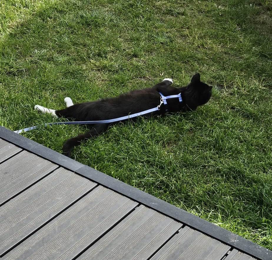 Levi in het kattentuigje