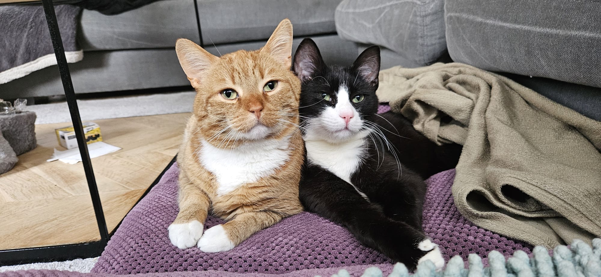 Onze katten